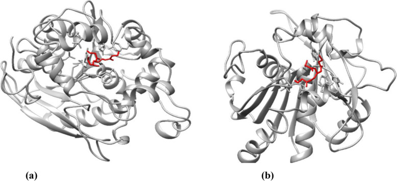 Study of lipase producing gene in wheat - an in silico approach.