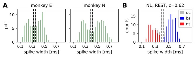 On the Complexity of Resting State Spiking Activity in Monkey Motor Cortex.