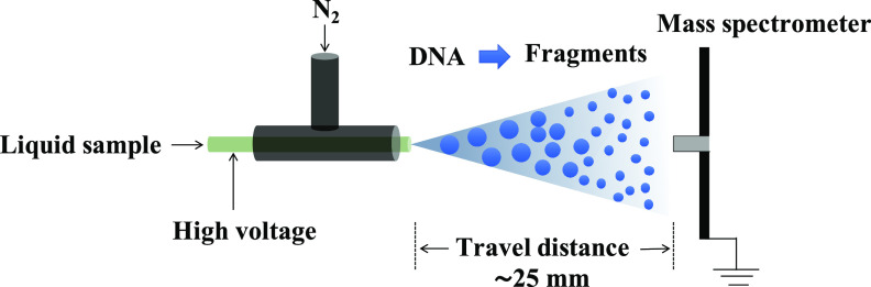 Ultrafast enzymatic digestion of deoxyribonucleic acid in aqueous microdroplets for sequence discrimination and identification.