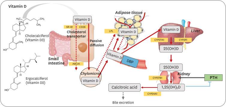 The Role of Vitamin D in Adipose Tissue Biology: Adipocyte Differentiation, Energy Metabolism, and Inflammation.