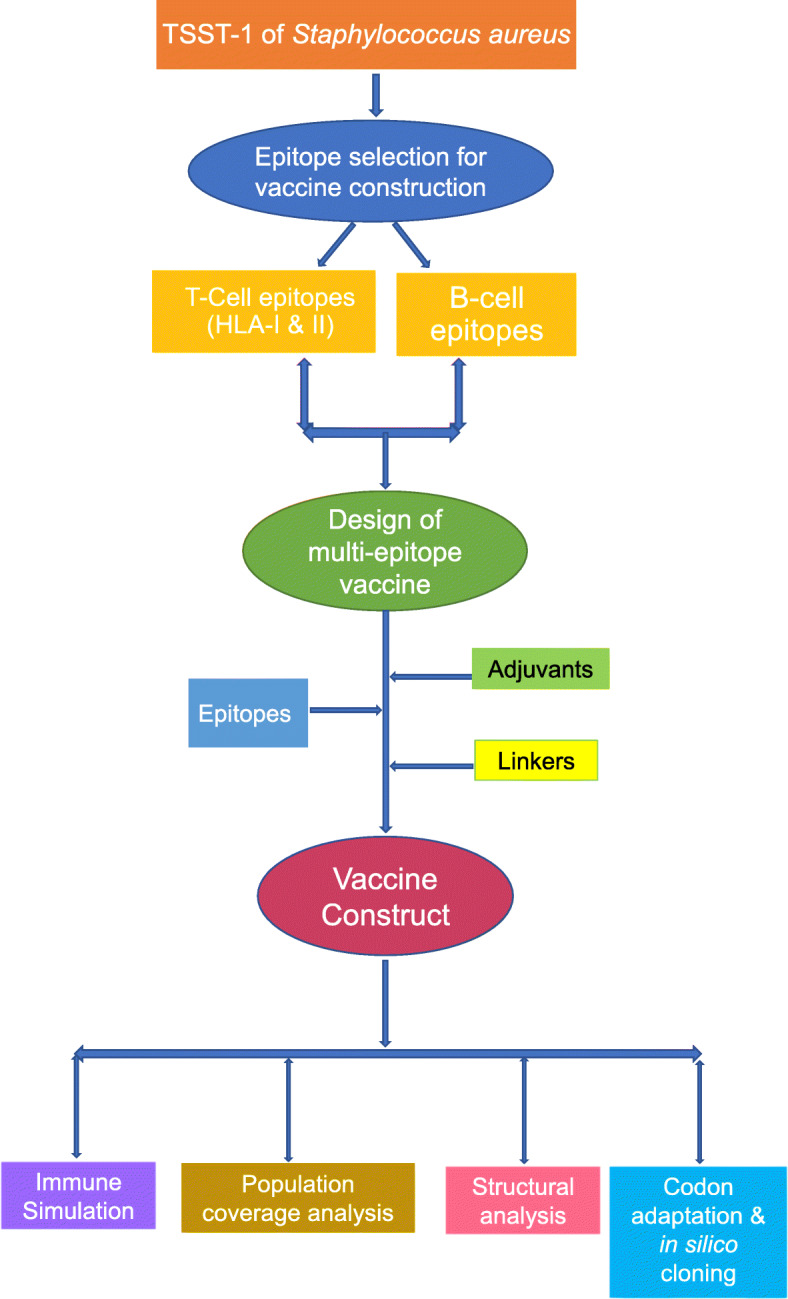 An immunoinformatics approach for the design of a multi-epitope vaccine targeting super antigen TSST-1 of Staphylococcus aureus.