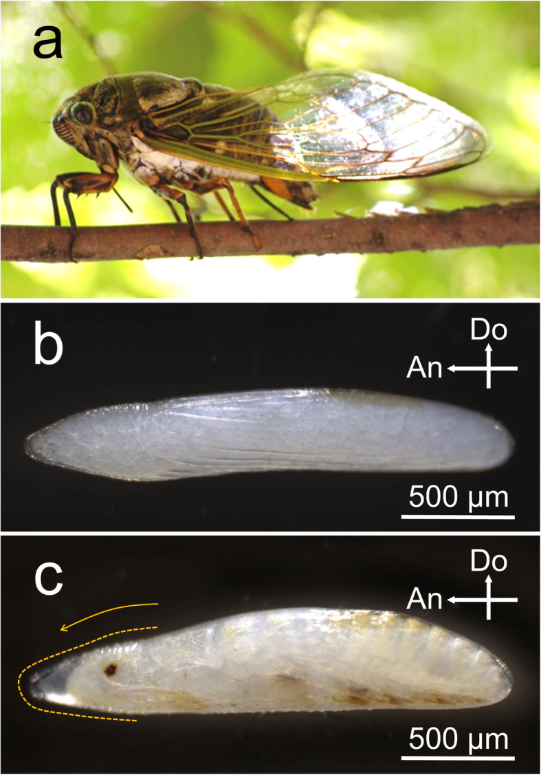 The formation of a hatching line in the serosal cuticle confers multifaceted adaptive functions on the eggshell of a cicada.