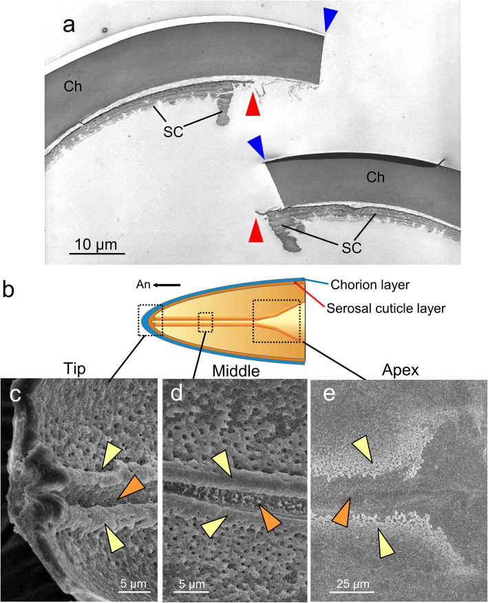 The formation of a hatching line in the serosal cuticle confers multifaceted adaptive functions on the eggshell of a cicada.