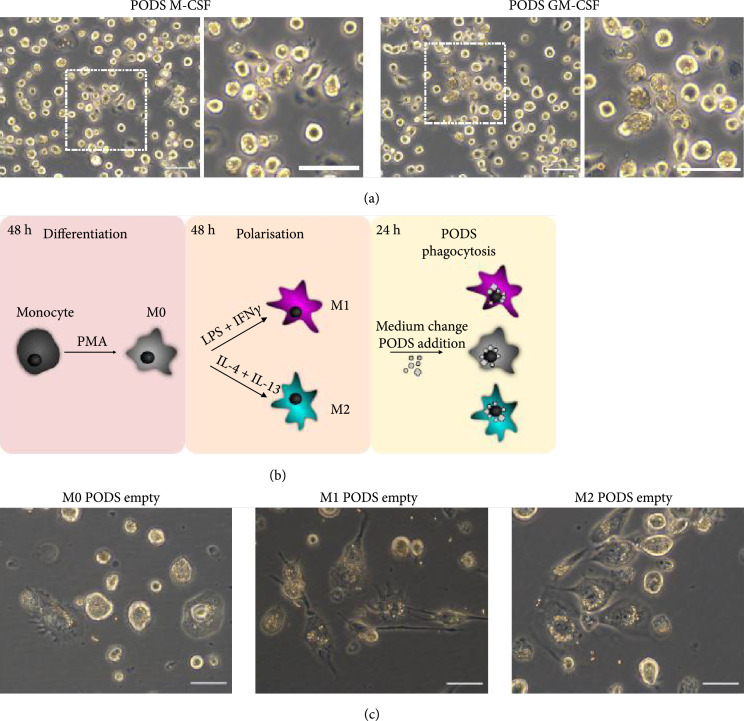 Phagocytosed Polyhedrin-Cytokine Cocrystal Nanoparticles Provide Sustained Secretion of Bioactive Cytokines from Macrophages.