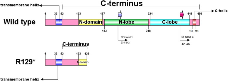 Identification of a novel MICU1 nonsense variant causes myopathy with extrapyramidal signs in an Iranian consanguineous family.