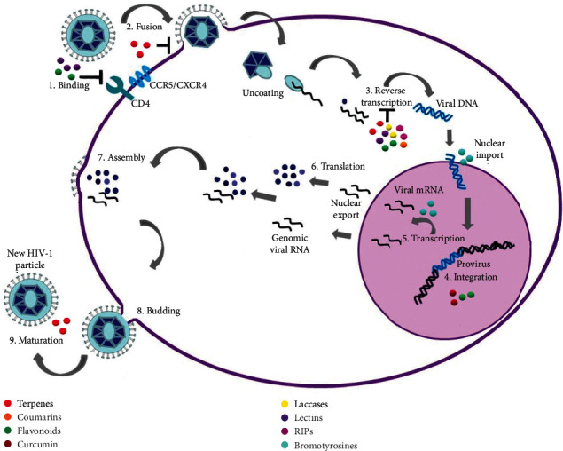 Natural Products with Inhibitory Activity against Human Immunodeficiency Virus Type 1.