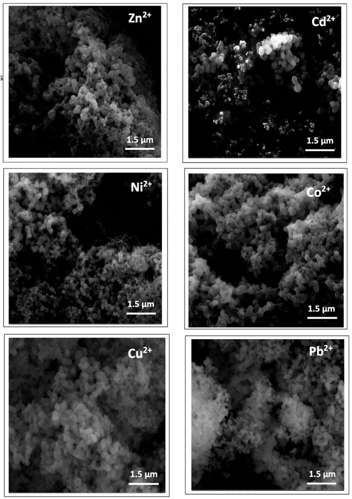 Fast and Reliable Synthesis of Melanin Nanoparticles with Fine-Tuned Metal Adsorption Capacities for Studying Heavy Metal Ions Uptake.