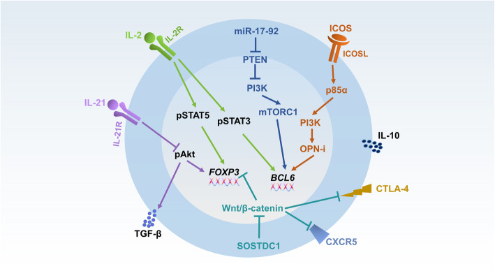 Differentiation, functions, and roles of T follicular regulatory cells in autoimmune diseases.