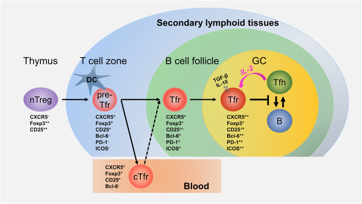 Differentiation, functions, and roles of T follicular regulatory cells in autoimmune diseases.