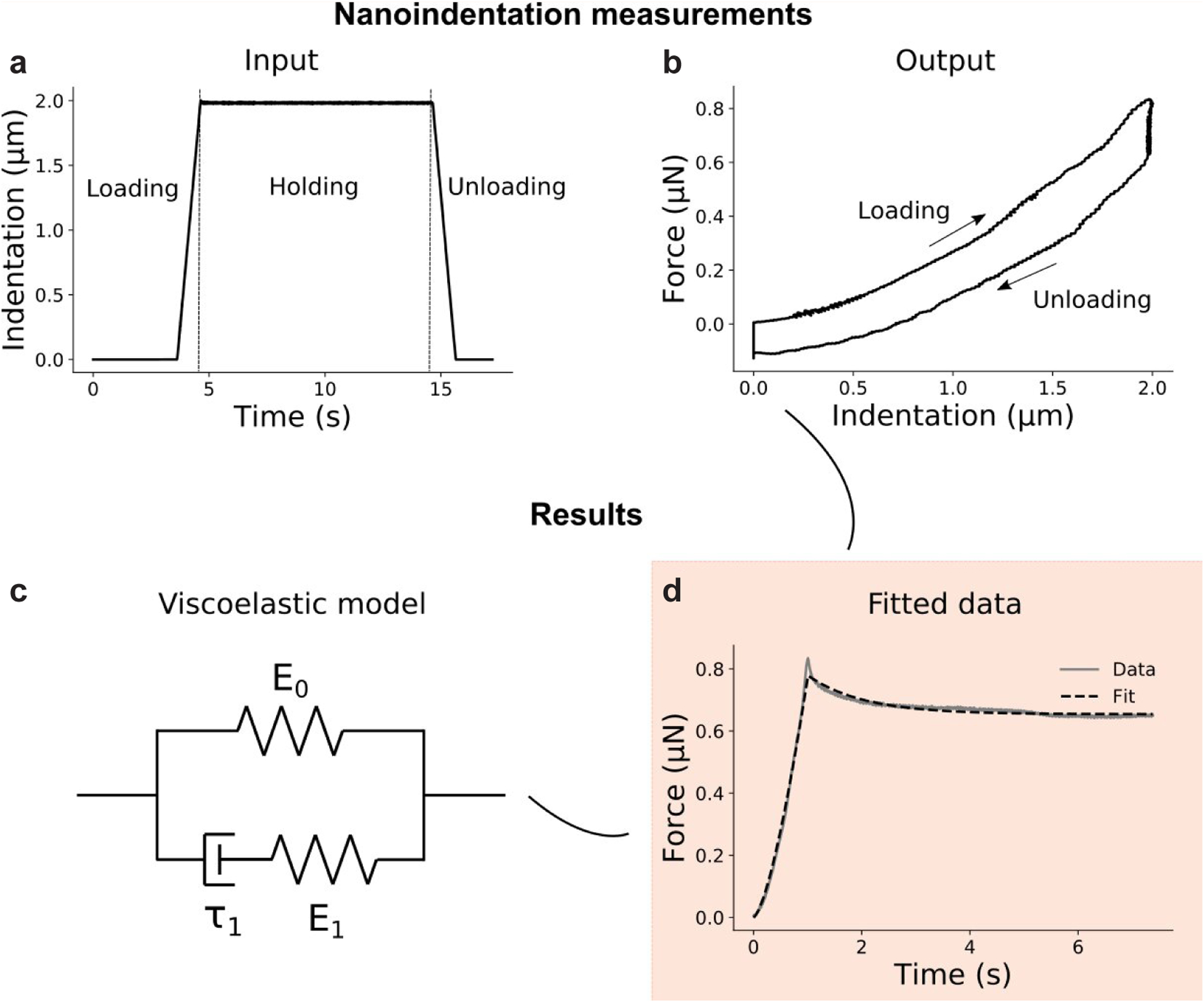 Prenatal muscle forces are necessary for vertebral segmentation and disc structure, but not for notochord involution in mice.