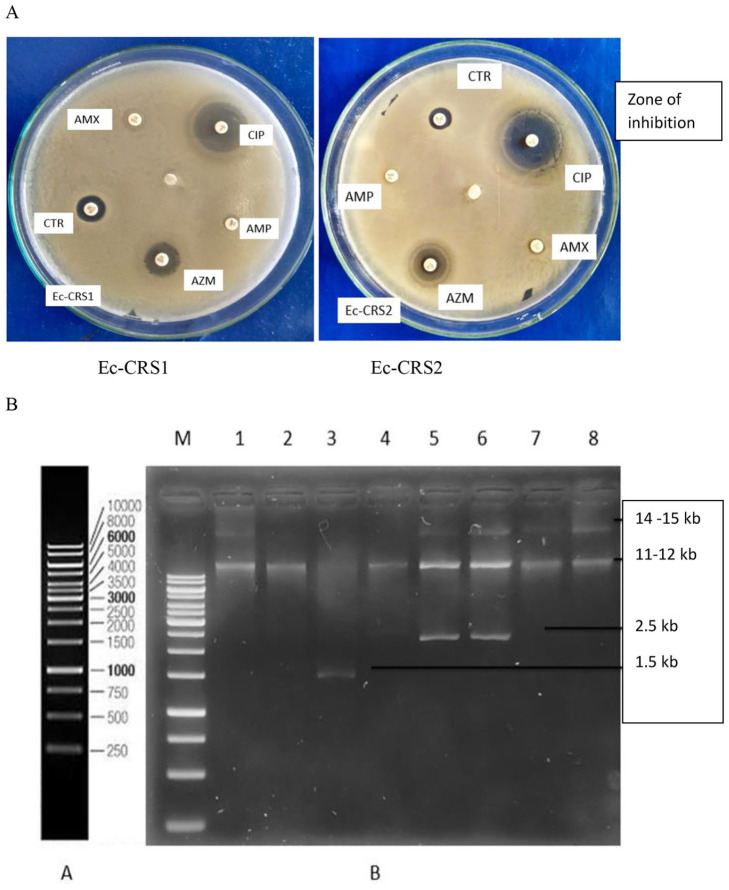 Antibiotic Resistance and Plasmid Profiling of <i>Escherichia coli</i> Isolated from Human Sewage Samples.