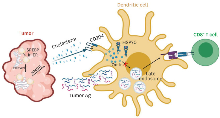 Immunologic Aspects of Dyslipidemia: a Critical Regulator of Adaptive Immunity and Immune Disorders.