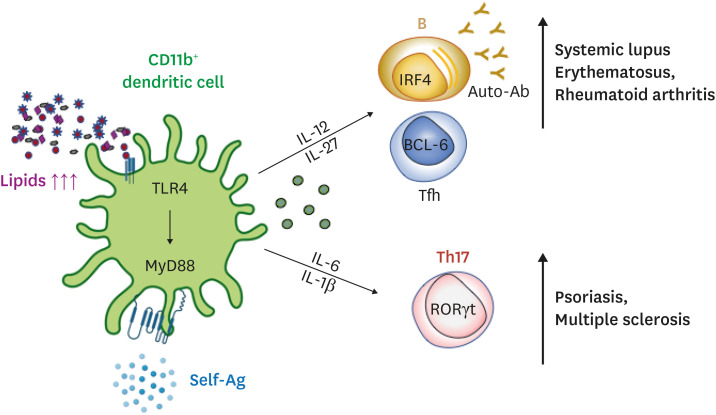 Immunologic Aspects of Dyslipidemia: a Critical Regulator of Adaptive Immunity and Immune Disorders.