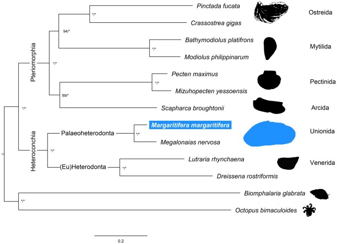 The Crown Pearl: a draft genome assembly of the European freshwater pearl mussel Margaritifera margaritifera (Linnaeus, 1758).