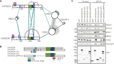 Cross-linking mass spectrometry reveals the structural topology of peripheral NuRD subunits relative to the core complex.