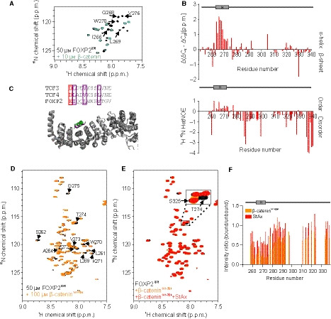 β-catenin regulates FOXP2 transcriptional activity via multiple binding sites.