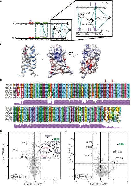 Cross-linking mass spectrometry reveals the structural topology of peripheral NuRD subunits relative to the core complex.