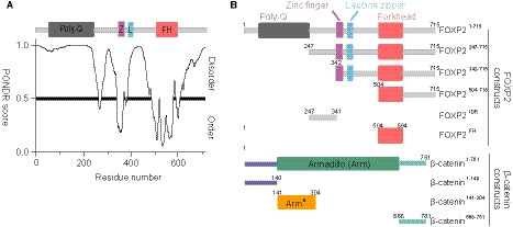 β-catenin regulates FOXP2 transcriptional activity via multiple binding sites.