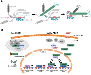 β-catenin regulates FOXP2 transcriptional activity via multiple binding sites.