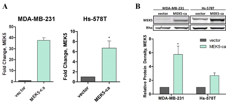 Constitutive activation of MEK5 promotes a mesenchymal and migratory cell phenotype in triple negative breast cancer.