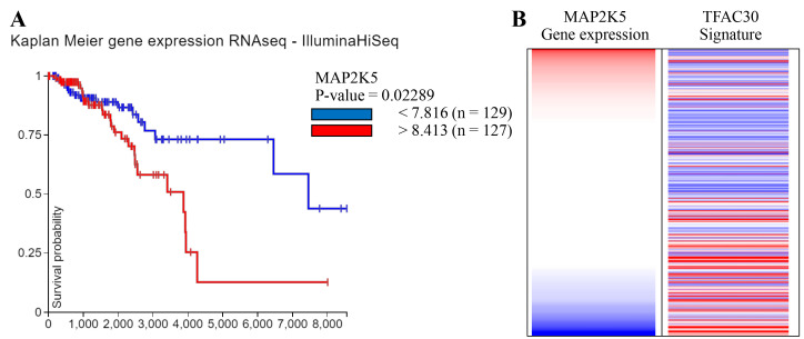 Constitutive activation of MEK5 promotes a mesenchymal and migratory cell phenotype in triple negative breast cancer.