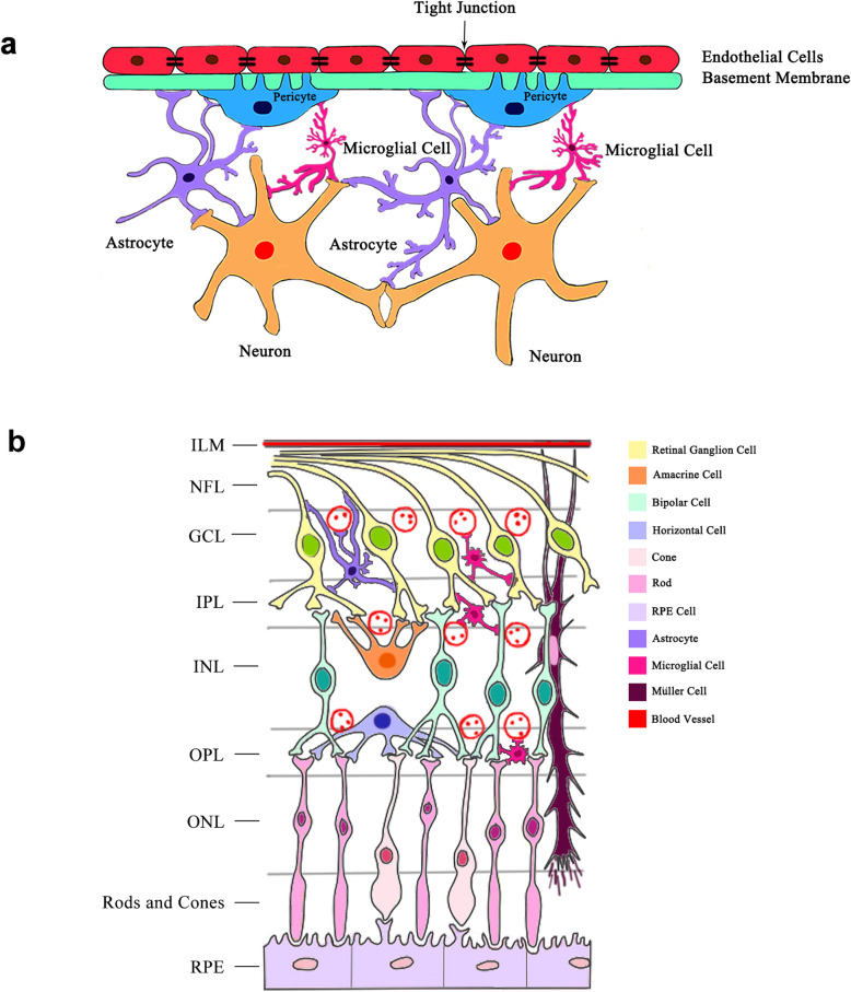 Neurovascular unit in diabetic retinopathy: pathophysiological roles and potential therapeutical targets.