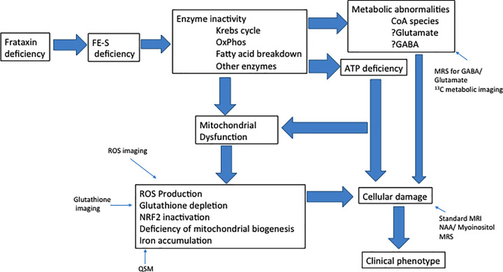 Mitochondrial and metabolic dysfunction in Friedreich ataxia: update on pathophysiological relevance and clinical interventions.