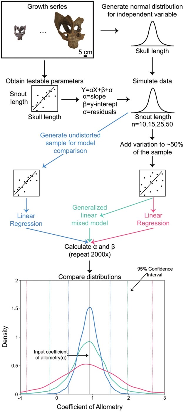 Including Distorted Specimens in Allometric Studies: Linear Mixed Models Account for Deformation.