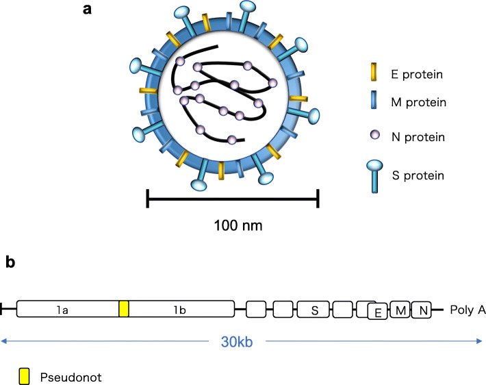 Neurological pathogenesis of SARS-CoV-2 (COVID-19): from virological features to clinical symptoms.