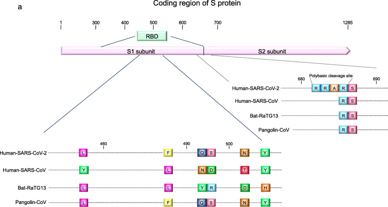 Neurological pathogenesis of SARS-CoV-2 (COVID-19): from virological features to clinical symptoms.