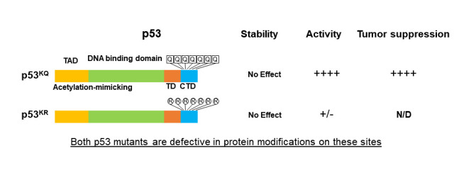 p53 activation vs. stabilization: an acetylation tale from the C-terminal tail.