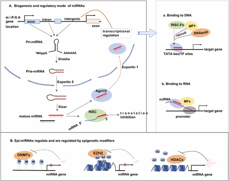 MicroRNAs: immune modulators in cancer immunotherapy.