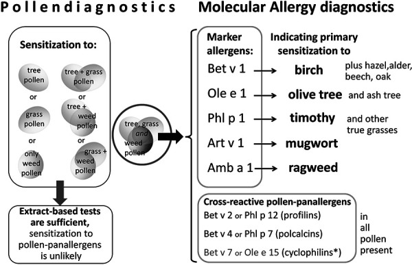 Molecular allergy diagnosis using pollen marker allergens and pollen panallergens: Five patterns seen in multiple test reactions to pollen extracts.