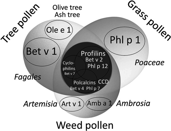 Molecular allergy diagnosis using pollen marker allergens and pollen panallergens: Five patterns seen in multiple test reactions to pollen extracts.