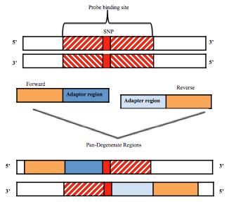 Use of a mutation-specific genotyping method to assess for HIV-1 drug resistance in antiretroviral-naïve HIV-1 Subtype C-infected patients in Botswana.