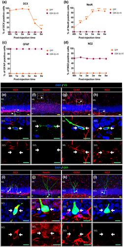 GSK-3β S9A overexpression leads murine hippocampal neural precursors to acquire an astroglial phenotype in vivo