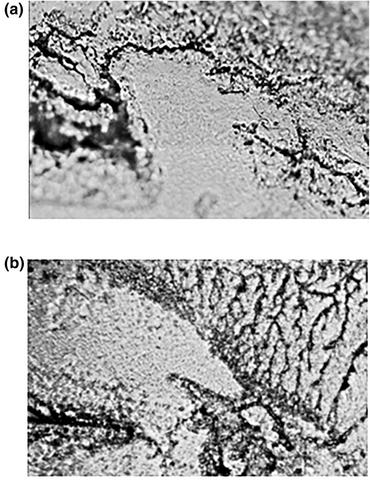 Raman analysis of chemisorbed tribofilm for metal-on-polyethylene hip joint prostheses