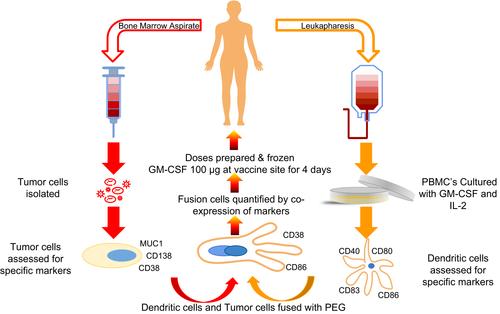 Therapeutic dendritic cell cancer vaccines in hematologic malignancies