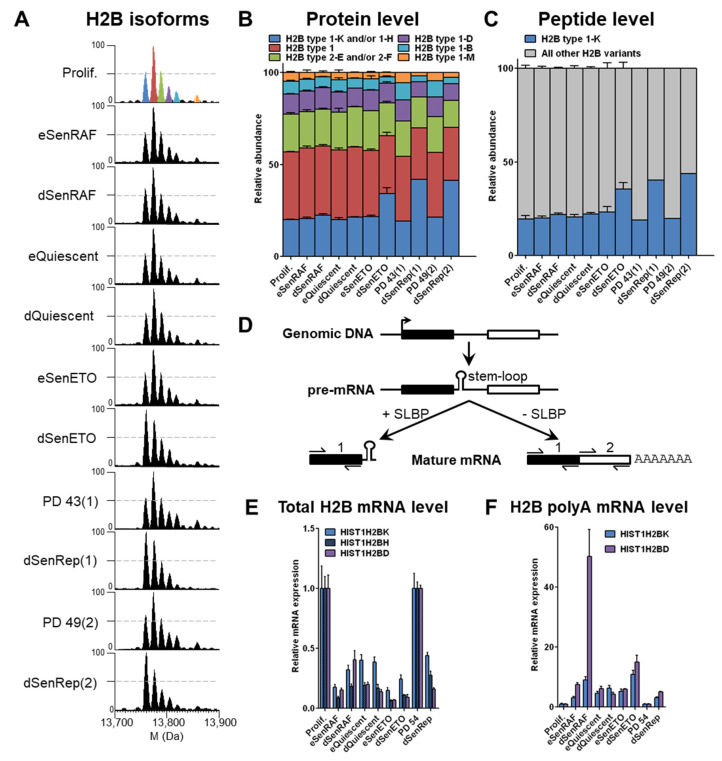 H2B Type 1-K Accumulates in Senescent Fibroblasts with Persistent DNA Damage along with Methylated and Phosphorylated Forms of HMGA1.