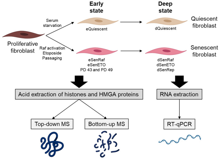 H2B Type 1-K Accumulates in Senescent Fibroblasts with Persistent DNA Damage along with Methylated and Phosphorylated Forms of HMGA1.