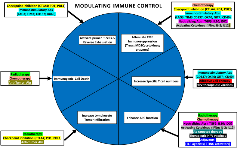 Harnessing immunity for therapy in human papillomavirus driven cancers