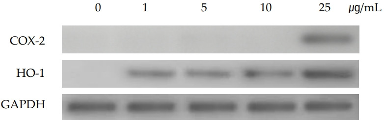 Fibrosis as a result of polyhexamethylene guanide exposure in cultured Statens Seruminstitut Rabbit Cornea (SIRC) cells.