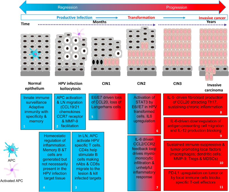 Harnessing immunity for therapy in human papillomavirus driven cancers