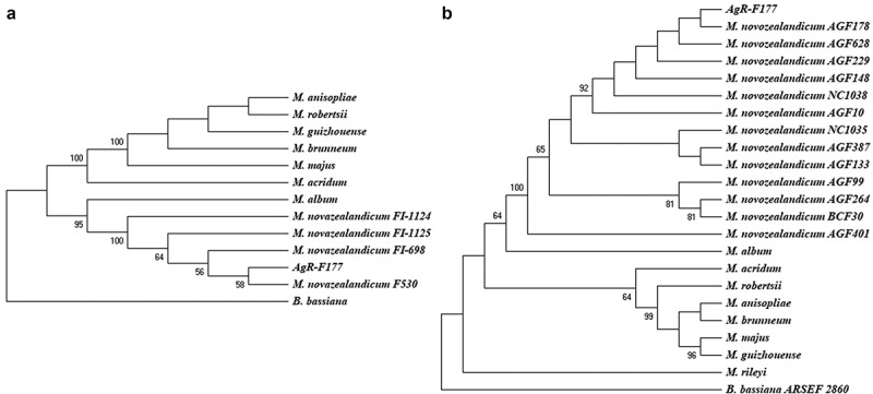 Characterization of a new strain of <i>Metarhizium novozealandicum</i> with potential to be developed as a biopesticide.