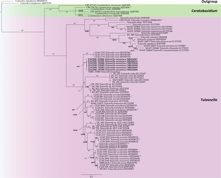 Taxonomy and phylogeny of the basidiomycetous hyphomycete genus <i>Hormomyces</i>.