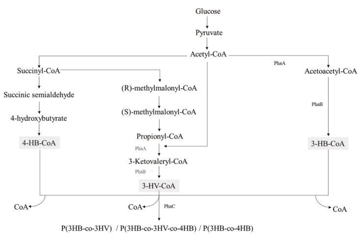 Polyhydroxyalkanoate accumulation in Streptomyces coelicolor affected by SCO7613 gene region.