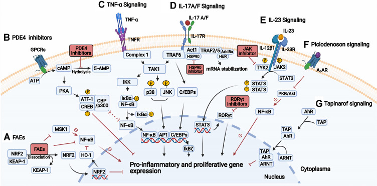 Key Signaling Pathways in Psoriasis: Recent Insights from Antipsoriatic Therapeutics.