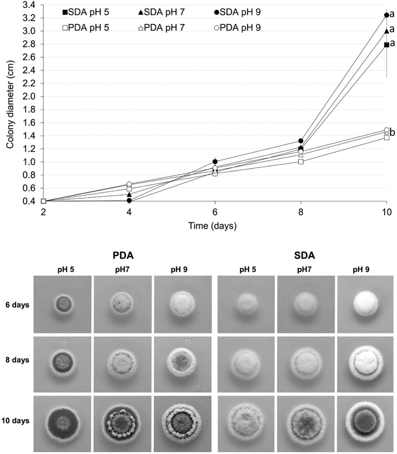 Characterization of a new strain of <i>Metarhizium novozealandicum</i> with potential to be developed as a biopesticide.