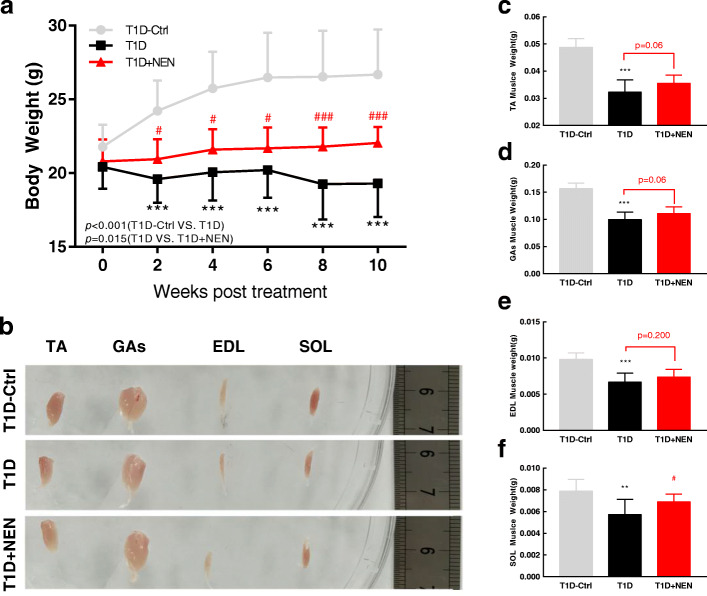 Niclosamide ethanolamine ameliorates diabetes-related muscle wasting by inhibiting autophagy.