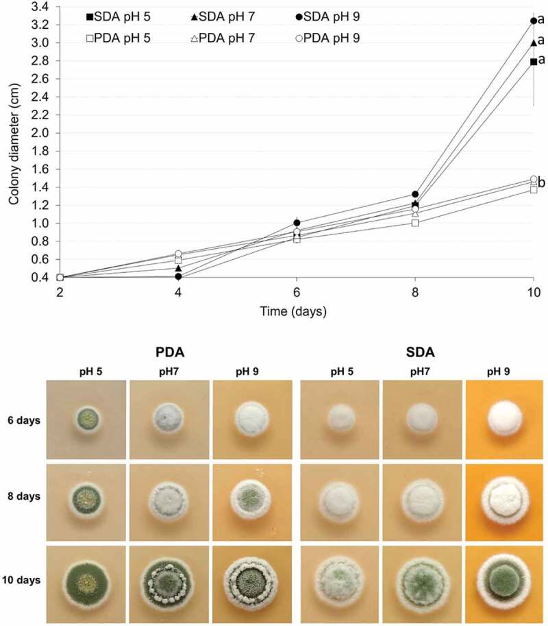 Characterization of a new strain of <i>Metarhizium novozealandicum</i> with potential to be developed as a biopesticide.